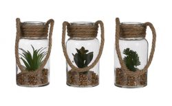 Декоративно растение в стъкло, 3 вида