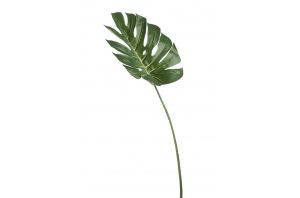 Декоративно листо филодендрон 