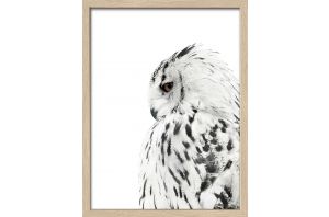 Картина Snow Owl