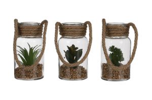 Декоративно растение в стъкло, 3 вида