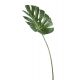 Декоративно листо филодендрон 
